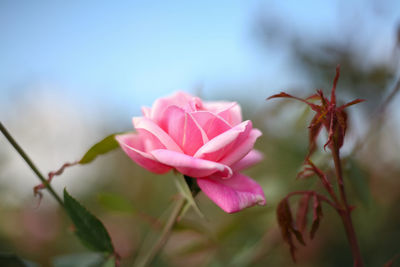 Close-up of pink flowering plant