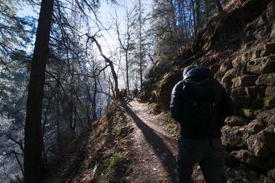 Rear view of man walking on footpath in forest