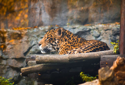 Cat in zoo