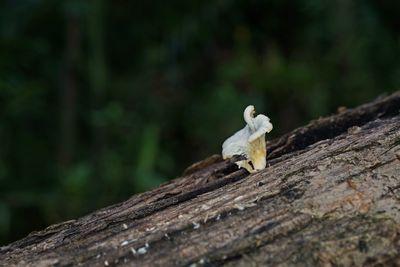 Close-up of small plant on tree trunk