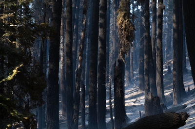 Close-up of trees in forest