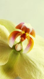 Close-up of frangipani blooming against white background