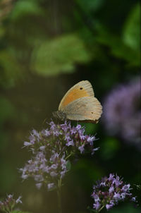 Close-up of butterfly on purple flowering plant