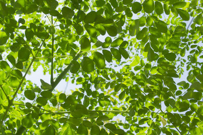 Low angle view of leaves on tree