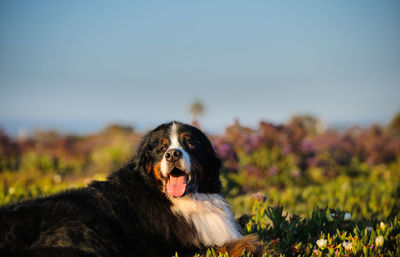 Close-up of dog looking away while standing on field