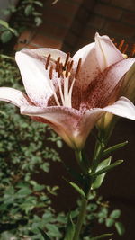 Close-up of flower