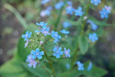 Close-up of purple flowering plants in park