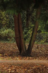 Close-up of tree in forest