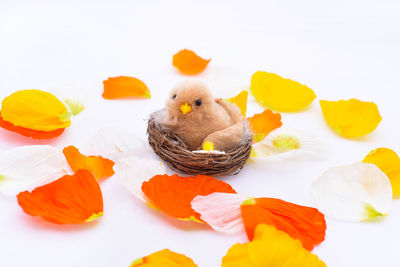 Close-up of birds over white background