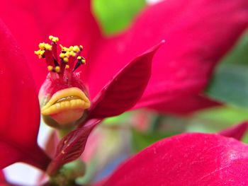 Close-up of red flowers blooming outdoors