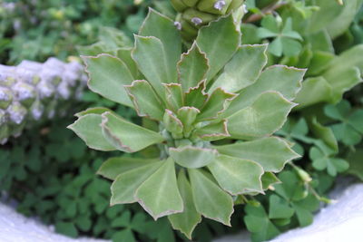 High angle view of succulent plant