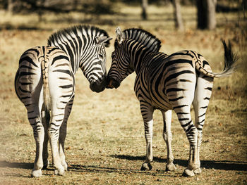 Zebra walking on field