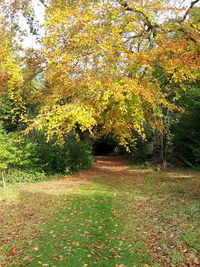 Trees on landscape during autumn