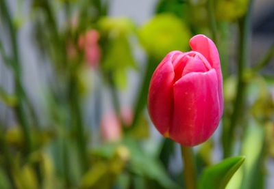 Close-up of red tulip blooming outdoors