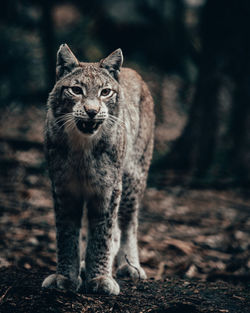 Portrait of cat on field