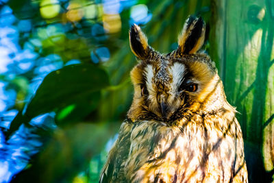 Portrait of owl perching on tree