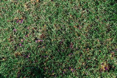 High angle view of flowering plants on field