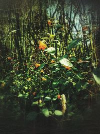 Full frame shot of flowers in forest