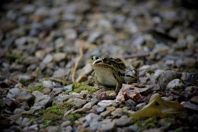 Close-up of lizard on rock