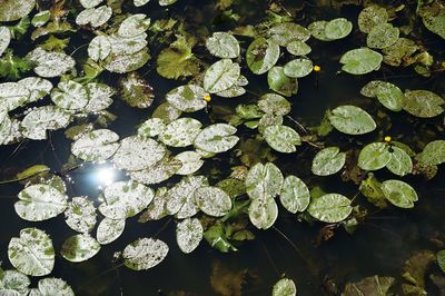 High angle view of leaves floating on lake