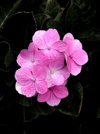 Close-up of pink flower with dew drops