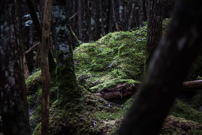 Trees growing in forest