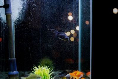 Fish swimming in aquarium