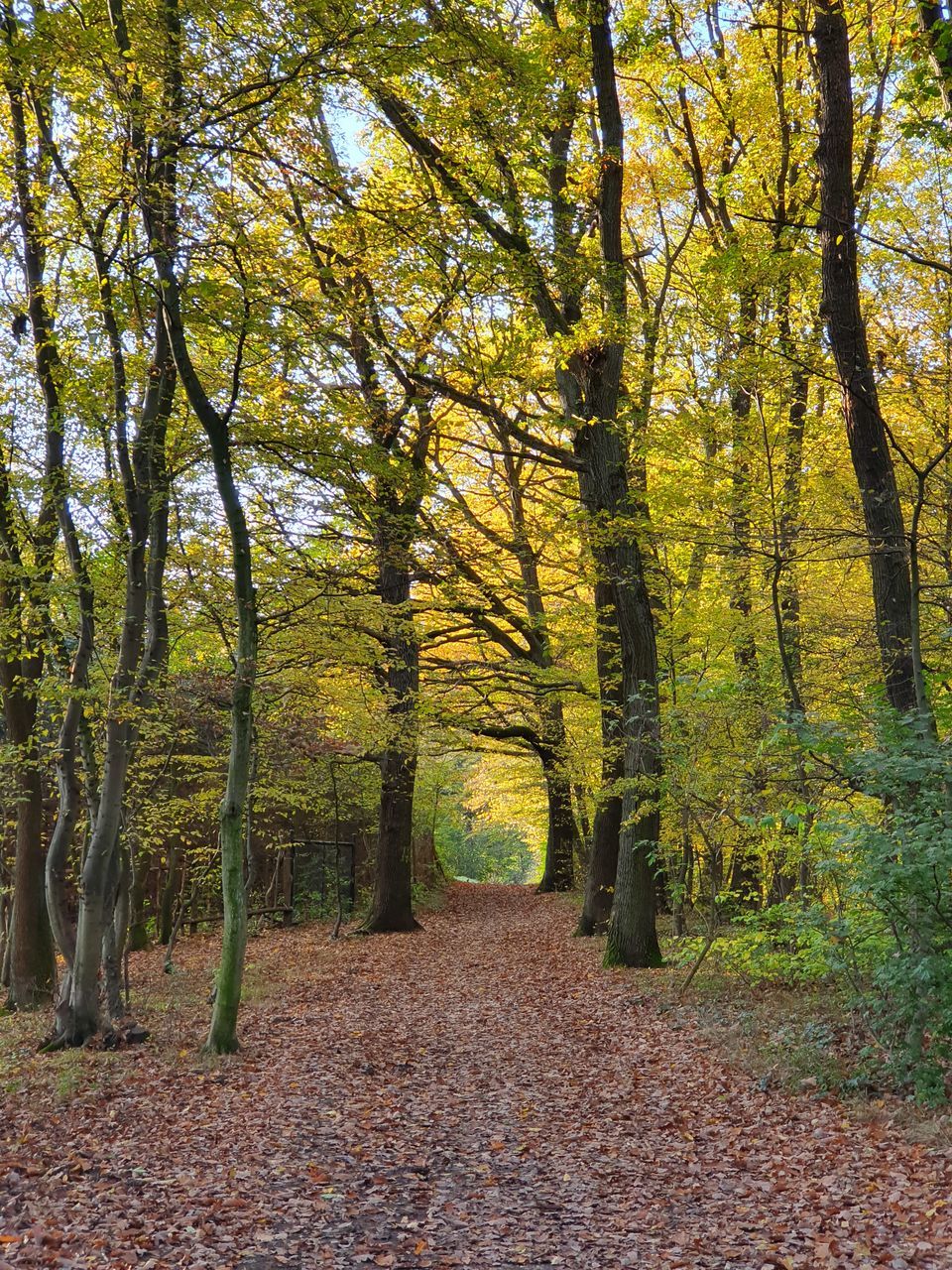 FOOTPATH AMIDST TREES IN FOREST