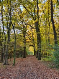 Footpath amidst trees in forest during autumn