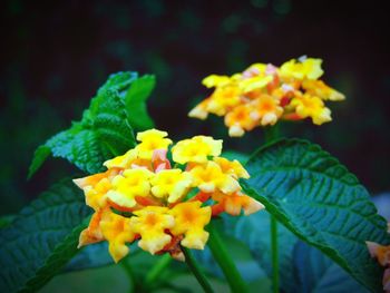 Close-up of fresh yellow flowers blooming outdoors