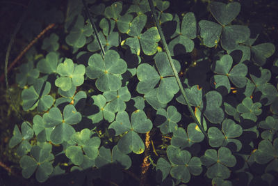 High angle view of raindrops on leaves