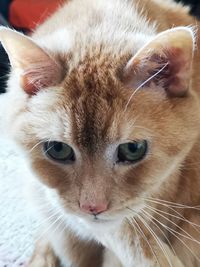 Close-up portrait of cat