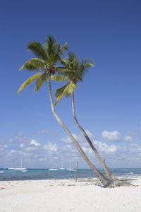 Palm tree on beach against clear blue sky