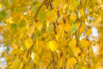 Close-up of yellow flowering plant