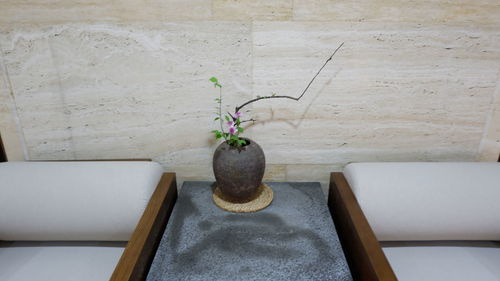 Potted plant on table against wall at home