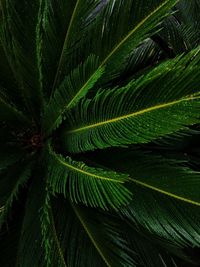 Full frame shot of palm leaves