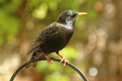 Close-up of bird perching on branch