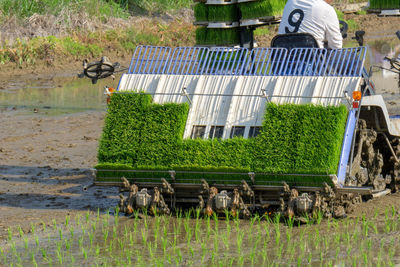 Horse cart in farm