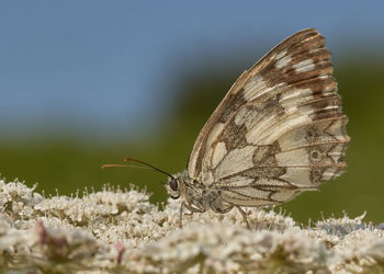 Close-up of butterfly pollinating on flower