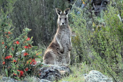 Portrait of sheep on rock