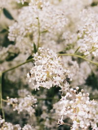 Close-up of white cherry blossoms