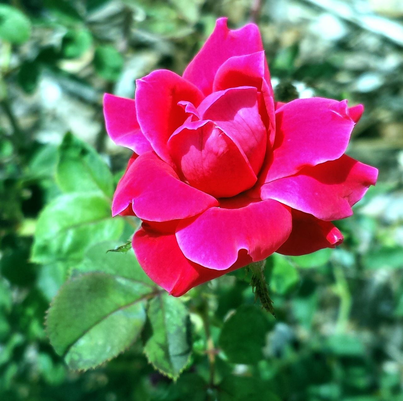 flower, petal, freshness, flower head, fragility, pink color, beauty in nature, close-up, growth, focus on foreground, single flower, blooming, rose - flower, nature, plant, in bloom, red, pink, day, outdoors