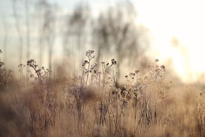 Plants on field against sky