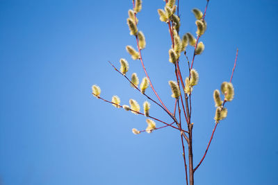 Low angle view of flowering plant against clear blue sky