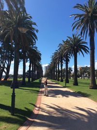 Palm trees on footpath against clear sky