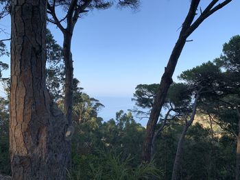 Trees growing in forest against sky