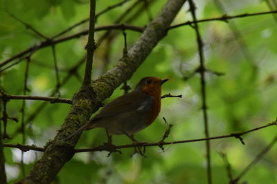 Close-up of bird perching on branch