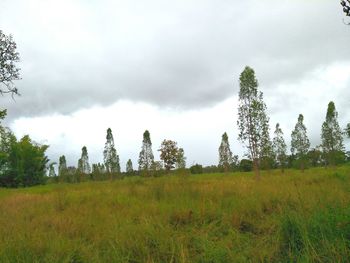 Panoramic shot of trees on field against sky