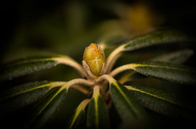 Close-up of plant at night