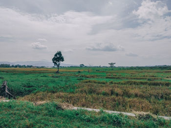 Scenic view of field against sky